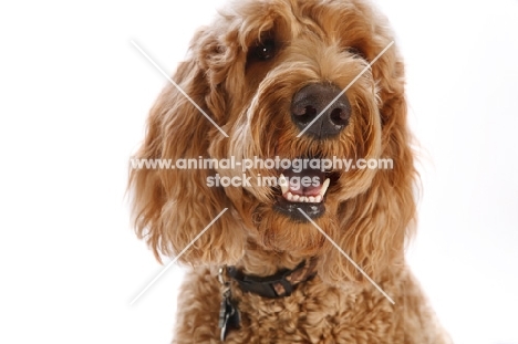 Goldendoodle