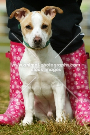 Terrier crossbreed inbetween wellies