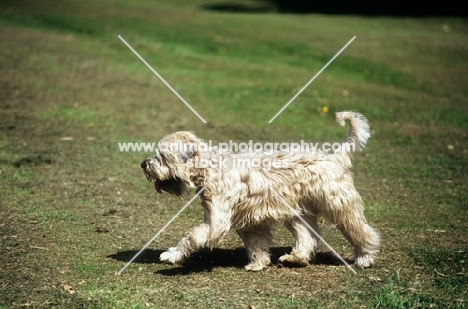 soft coated wheaten terrier, undocked,  trotting across lawn