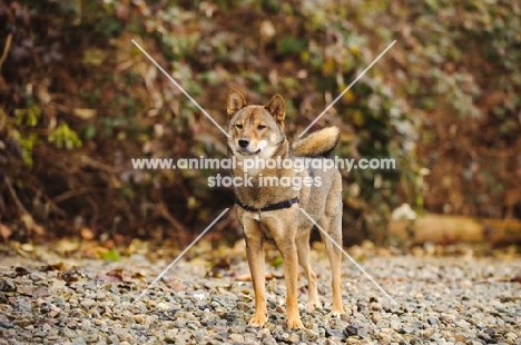 Shiba Inu standing on gravel