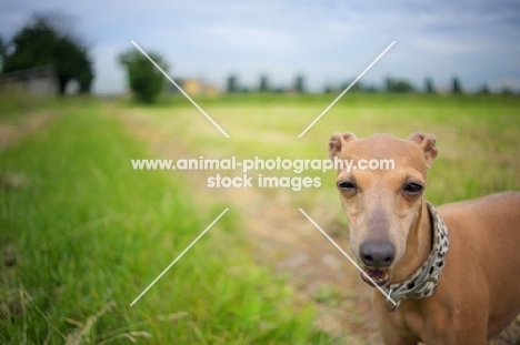 portrait of a red italian greyhound standing in an open field