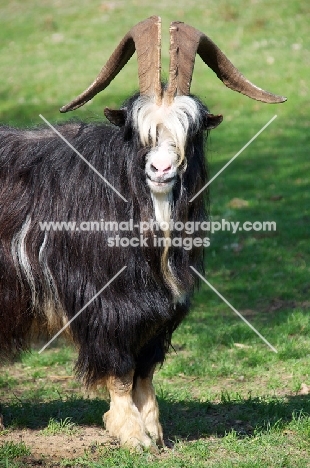 Dutch Landrace goat (aka nederlandse landgeit) looking at camera