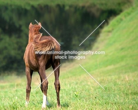 back view of brown Holstein horse