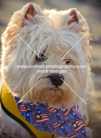 West Highland White Terrier portrait, wearing scarf