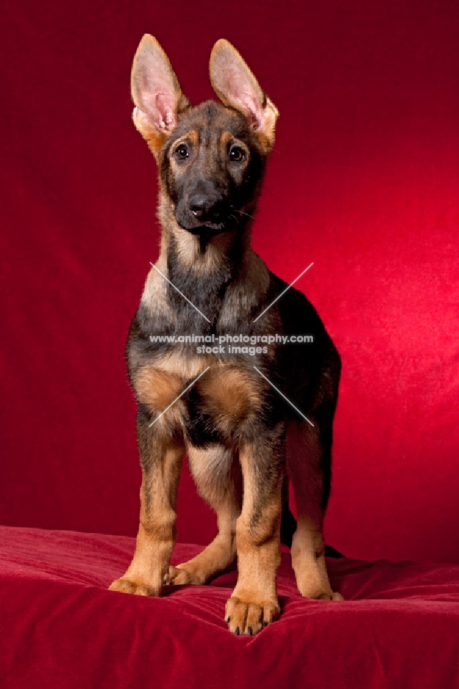 young German Shepherd standing