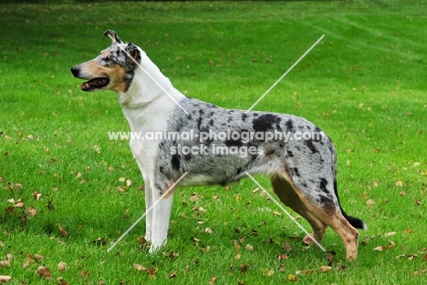 smooth Collie side view