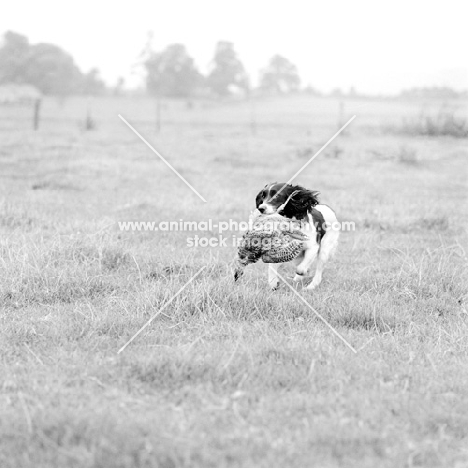 english springer spaniel retrieving 