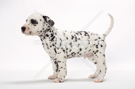 Dalmatian puppy on white background