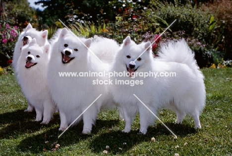 japanese spitz, four happy dogs