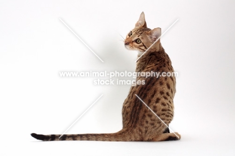 male Savannah cat on white background, back view 