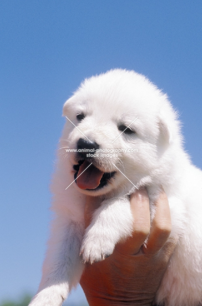 four week old white swiss shepherd dog