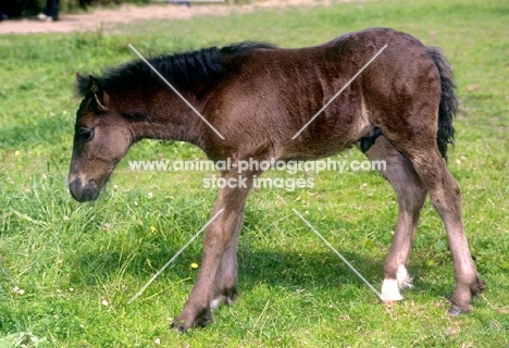 Dales Pony foal side view