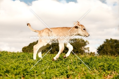 Swiss brown calf running in pasture