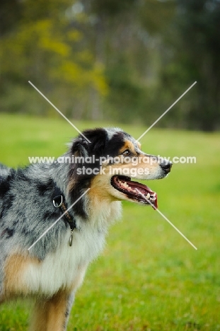 Australian Shepherd