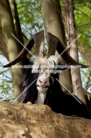 Dutch landrace billy looking at camera