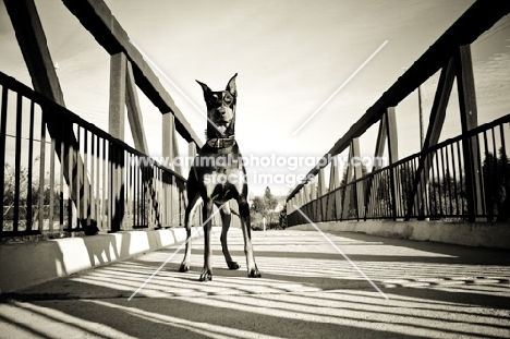 Doberman standing on foot bridge