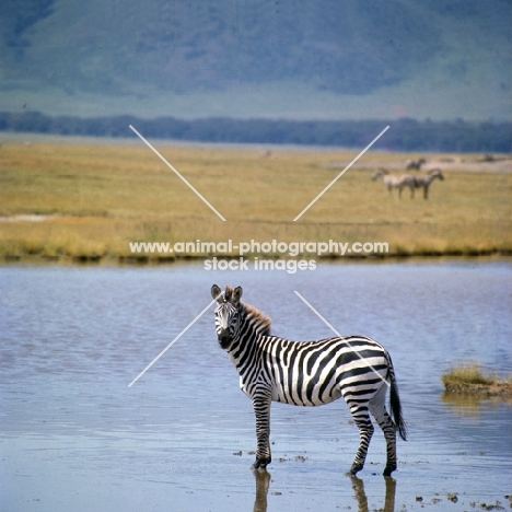 zebra standing in water