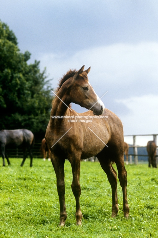 trakehner foal looking away