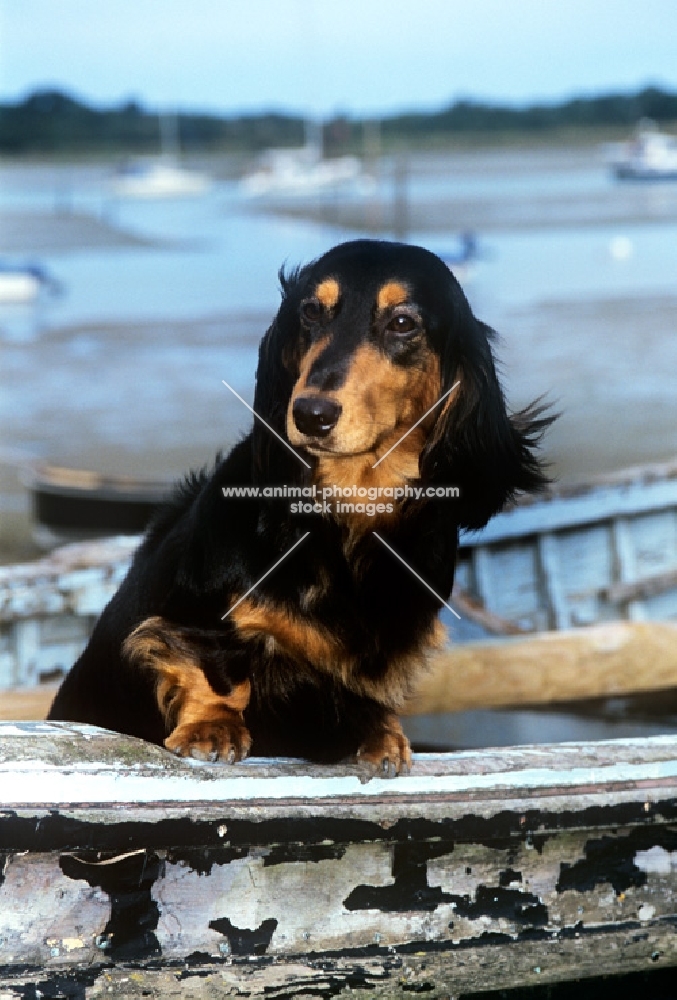 long haired dachshund looking out from a dingy