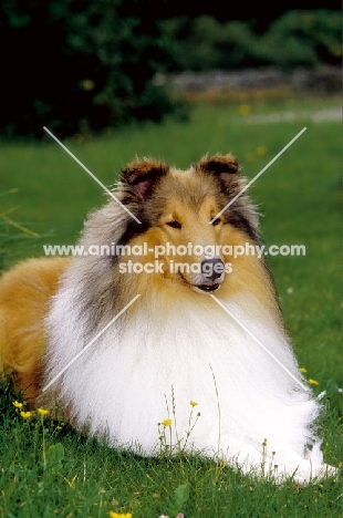 International Champion, Rough Collie