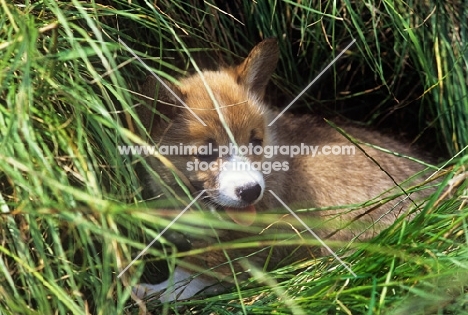 pembroke corgi puppy in long grass