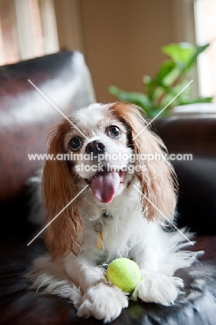 cavalier king charles spaniel sitting on couch with tennis ball between paws