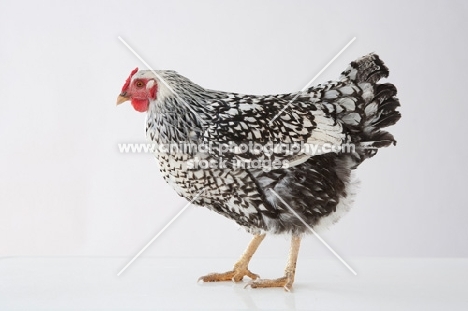 Silver Laced Wyandotte chicken