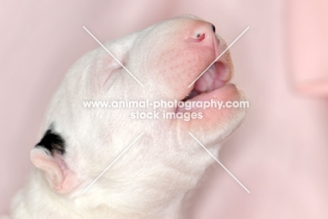 Bull Terrier newborn