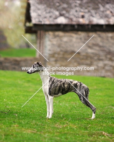 Whippet side view