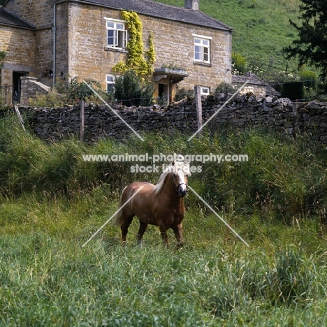 turkdean cerdin, welsh pony of cob type (section c) stallion, trotting in his paddock