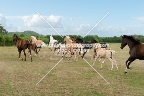 herd of Kinsky horses galloping in field