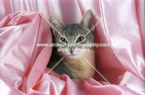 blue abyssinian hiding in pink satin