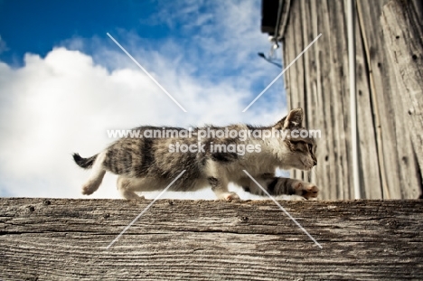 barn kitten walking along fence