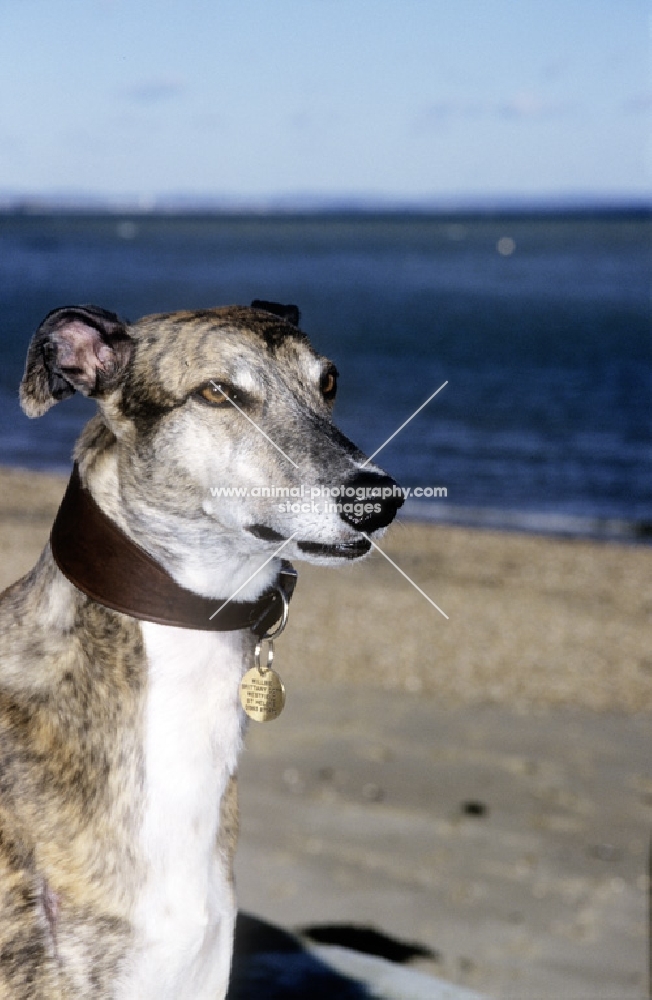 rescued racing bred greyhound, roscrea emma