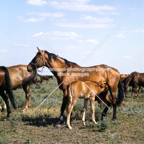 Budyonny mare with foal suckling