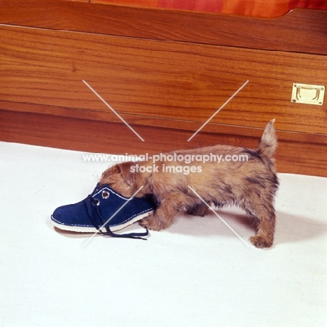 norfolk terrier puppy smelling a shoe