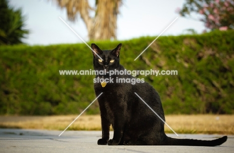 black cat sitting outside