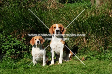 two Beagles amongst greenery