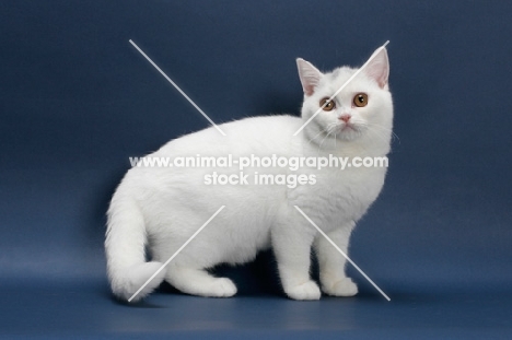 white British Shorthair on blue background