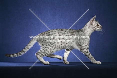 Ocicat walking on blue background