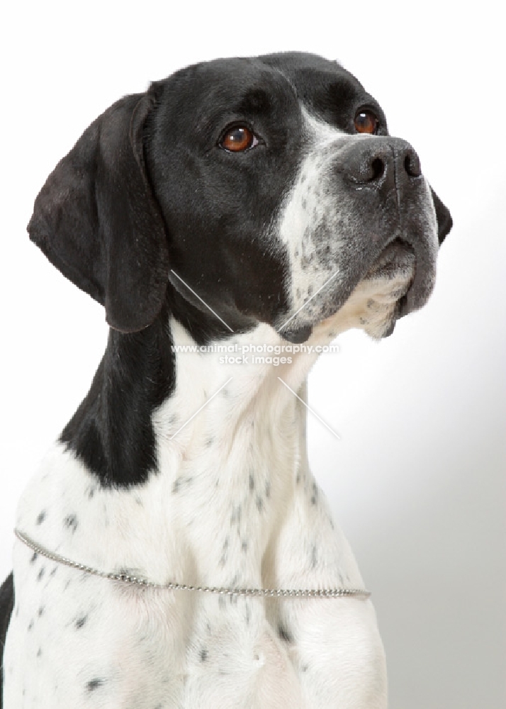 Australian Grand Champion Pointer, portrait