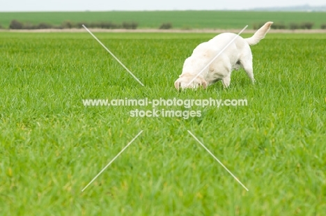 Pet Labrador sniffing in crop field