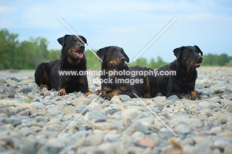 Three Beauceron dogs posing on a river shore