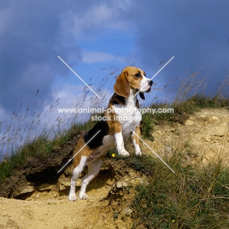 champion beagle standing up on raised ground