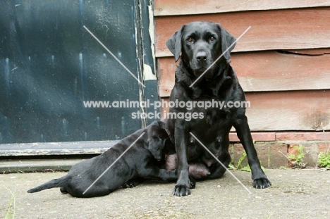 black Labrador puppy drinking