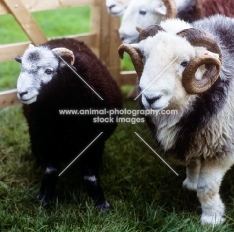 herdwick sheep in pen in lake district