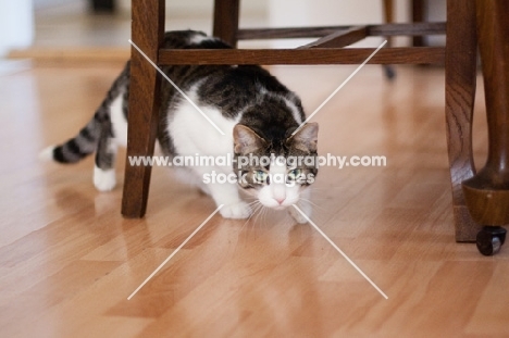 cat walking under chairs