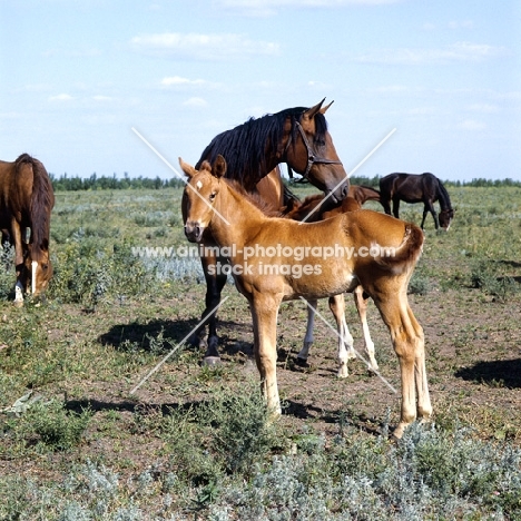 Budyonny foal full body