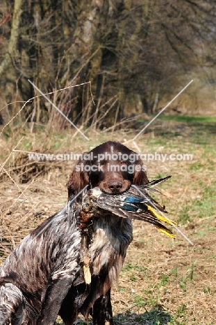 small Munsterlander retrieving duck