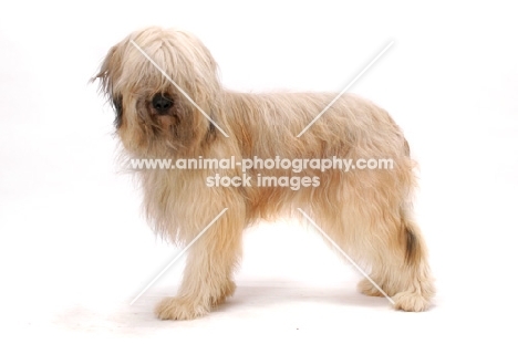 Australian Champion Briard on white background